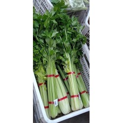 蔬菜捆扎機，小型扎把機，蒜苔捆扎，蒜苔束帶，昆勁小型捆扎機