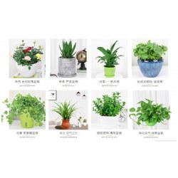 武漢室外苗木價格商場綠植養(yǎng)護工廠盆景報價，苗木服務(wù)寫字樓花卉