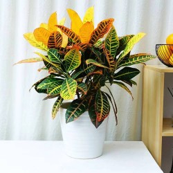 武漢室內(nèi)盆景花卉出租室外苗木出租，商場(chǎng)綠植出租單位苗木養(yǎng)護(hù)
