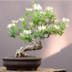 武漢室內(nèi)盆景報(bào)價(jià)公司花卉養(yǎng)護(hù)室外苗木，商場(chǎng)綠植養(yǎng)護(hù)工廠盆景